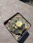 Preview: Lophophora fricii weiß blühend